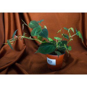 Philodendron Micans 4" US Seller Potted RARE Philo